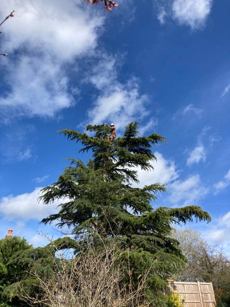 Professional arborist work