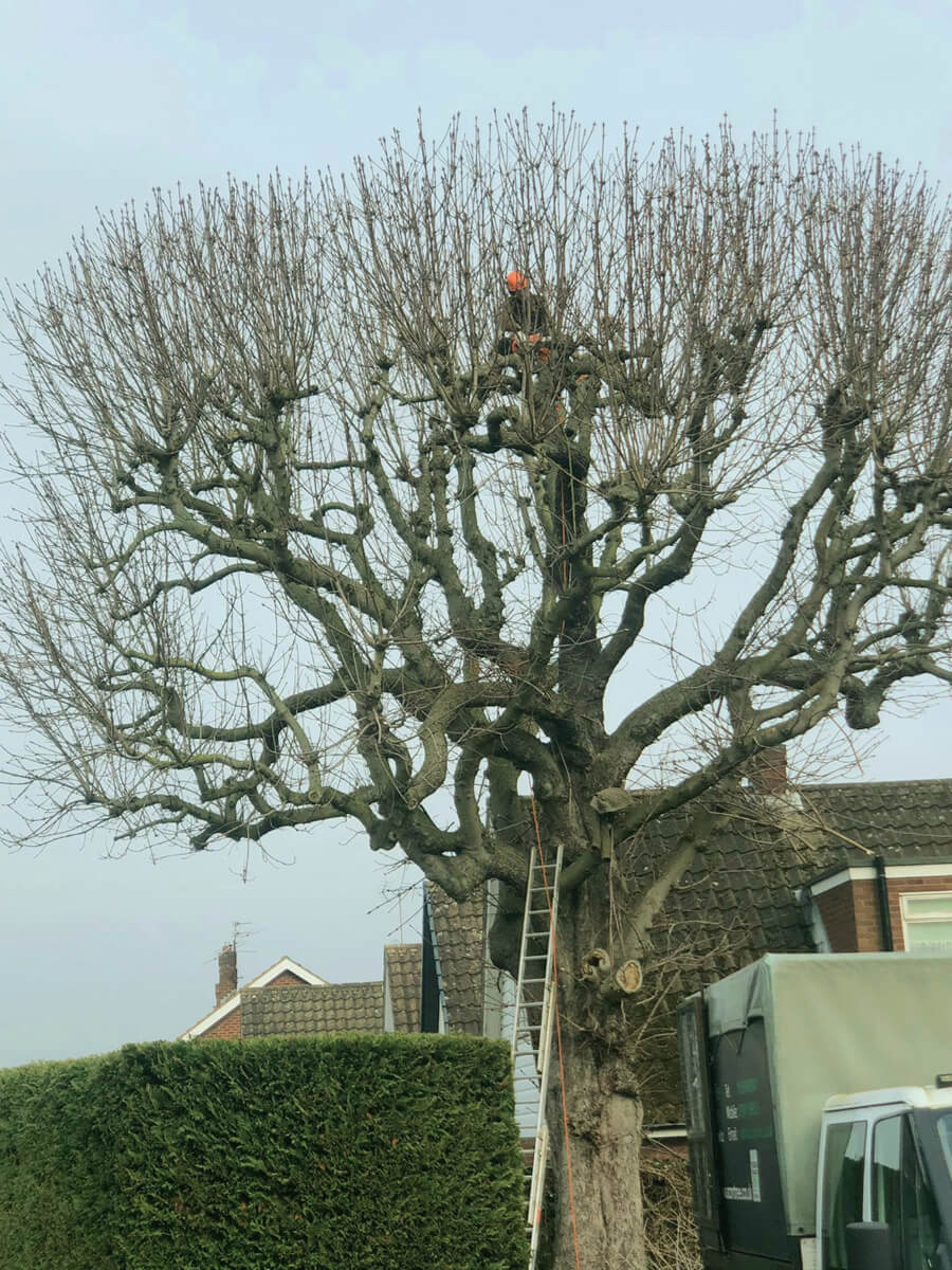 Tree removal project Sheffield