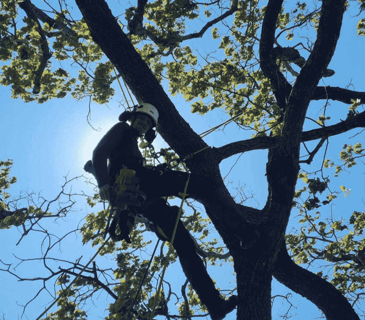 Tree cutting Nottingham
