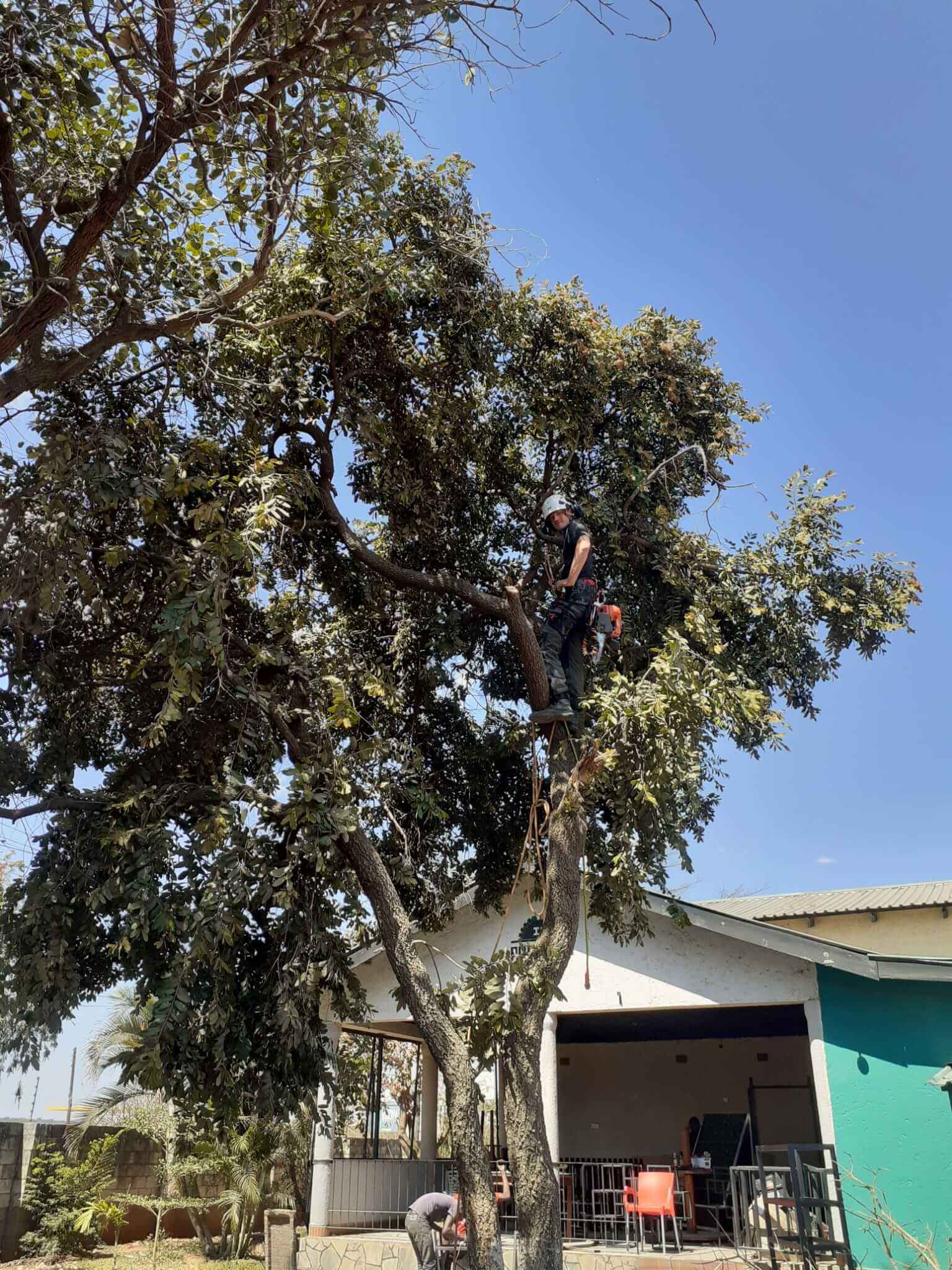 Stump grinding service